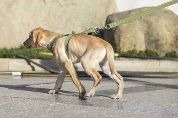 štene sa diskus hernijom na povocu