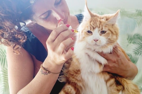 CBD može pomoći smirivanju mačaka koje imaju cistitis i kristale u mokraći