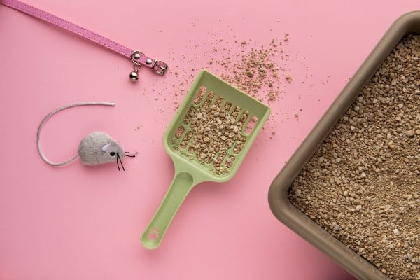 Pregledajte posip za mačke, ako sumnjate da mačka ne piški